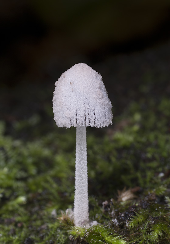 Coprinopsis laanii